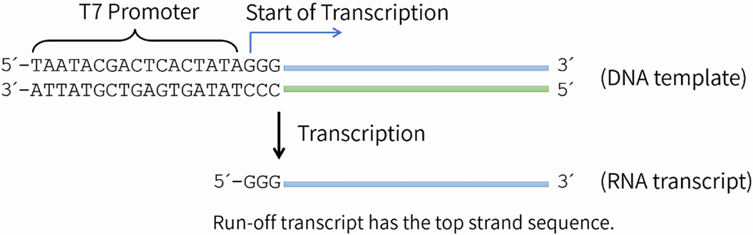 RNA转录反应示意图.png
