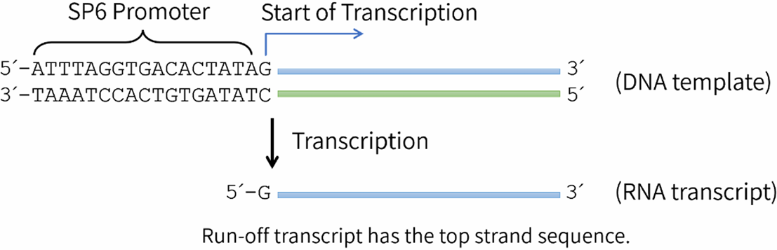 RNA转录反应示意图.png