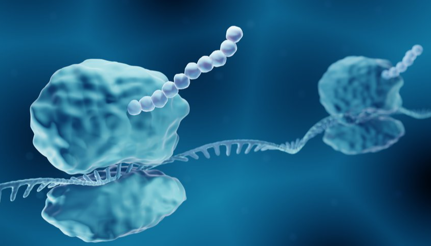 核糖体密码(五):延伸阶段的"分子流水线"——当核糖体化身3D打印机