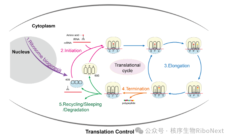 核糖体密码(一):解码生命工厂的纳米奇迹