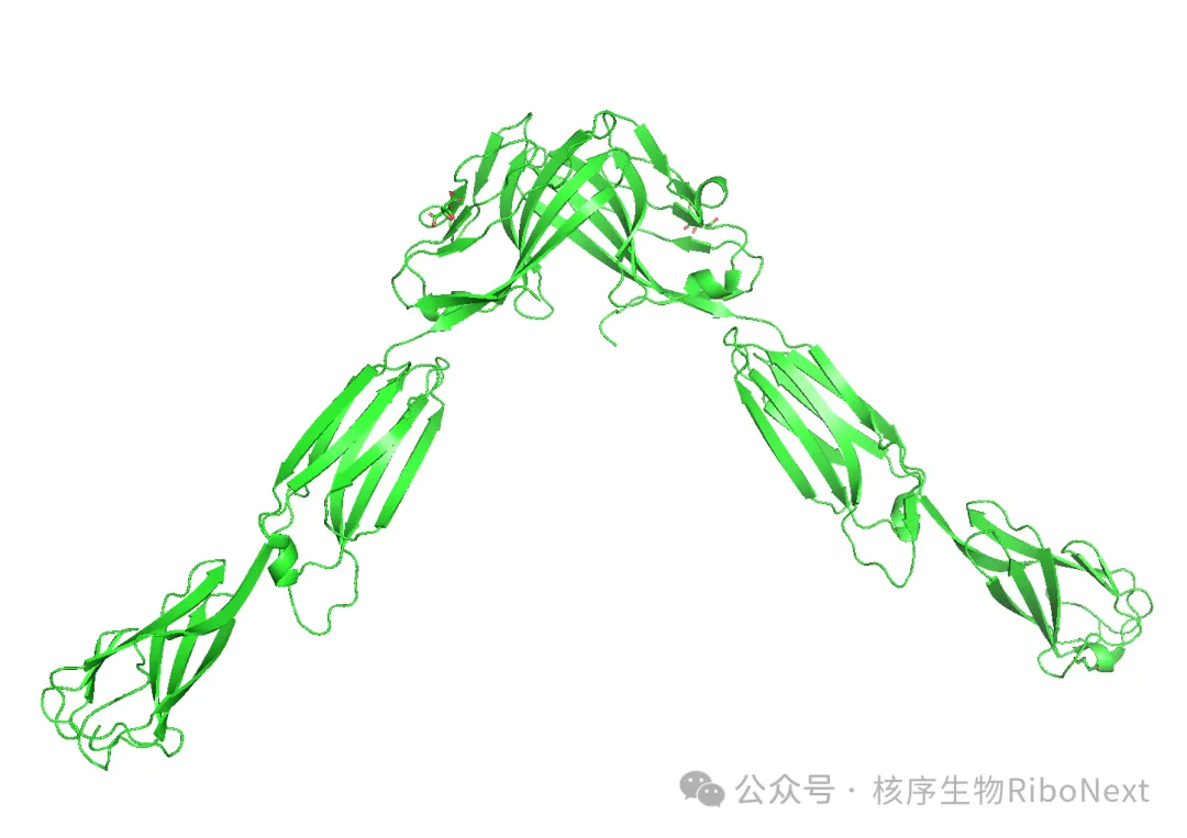Pymol的使用（四）：相互作用分析2
