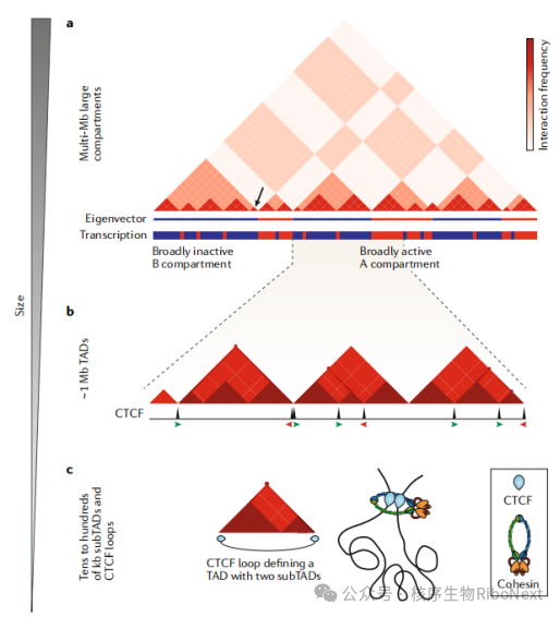 三维基因组(3D Genome)全解析:从空间折叠到生命调控的底层密码