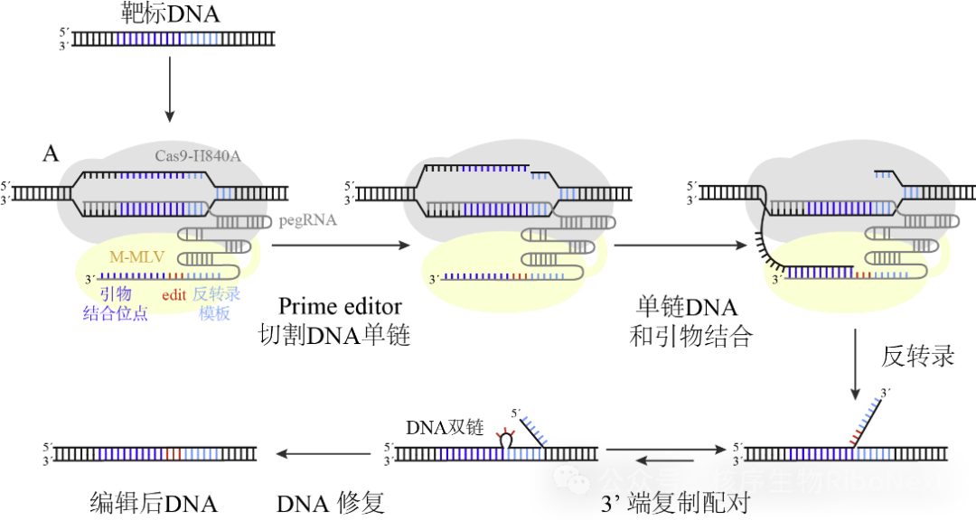 细胞技术之CRISPR/cas(三）:基因定点编辑技术（PE系统）