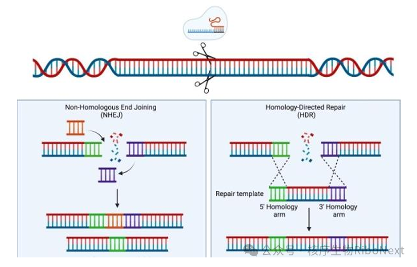 细胞技术之Crispr/cas(四）：基因Knockin技术