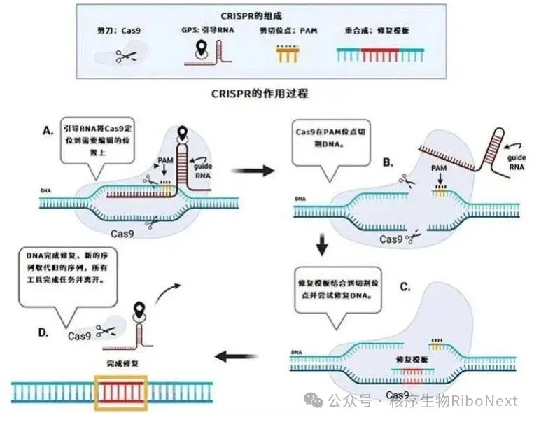 基因敲除技术全解析:从核心原理到前沿应用
