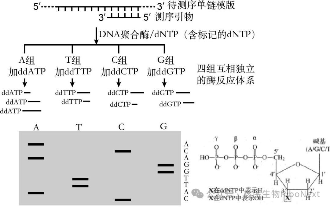 一代测序（Sanger法）的原理与应用全解析