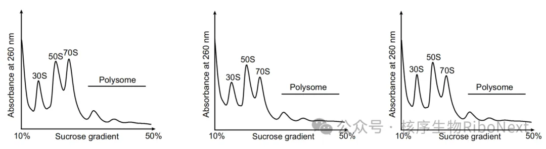 常用技术之Polysome Profiling——研究翻译状态的强大工具