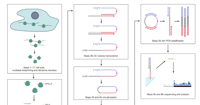 常用技术之Ribo-seq&mdash;&mdash;解码蛋白质合成的&ldquo;实时监控器&rdquo;！