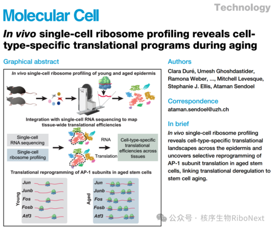 Mol Cell丨不注意这几点白涂上千块抗老精华！Cell子刊曝光：垮脸元凶根本不是胶原蛋白流失