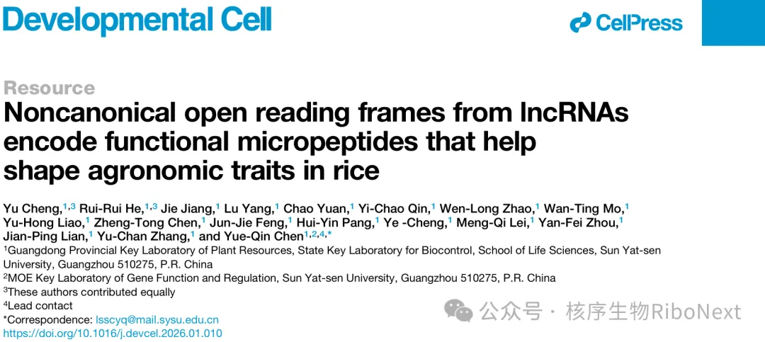 超大尺度Ribo-seq挖掘lncRNA编码功能性微肽,解锁水稻增产全新遗传资源