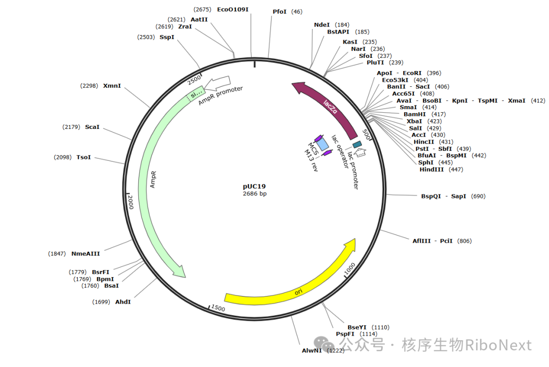 细胞技术之重组质粒的构建