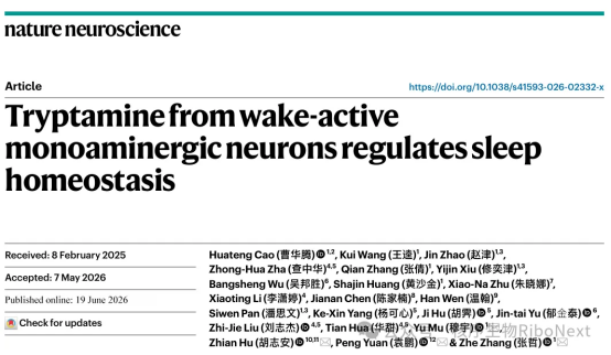 Nature Neuroscience丨睡不着有救!科学家找到大脑天然 “困意分子”,新型安眠药要来了